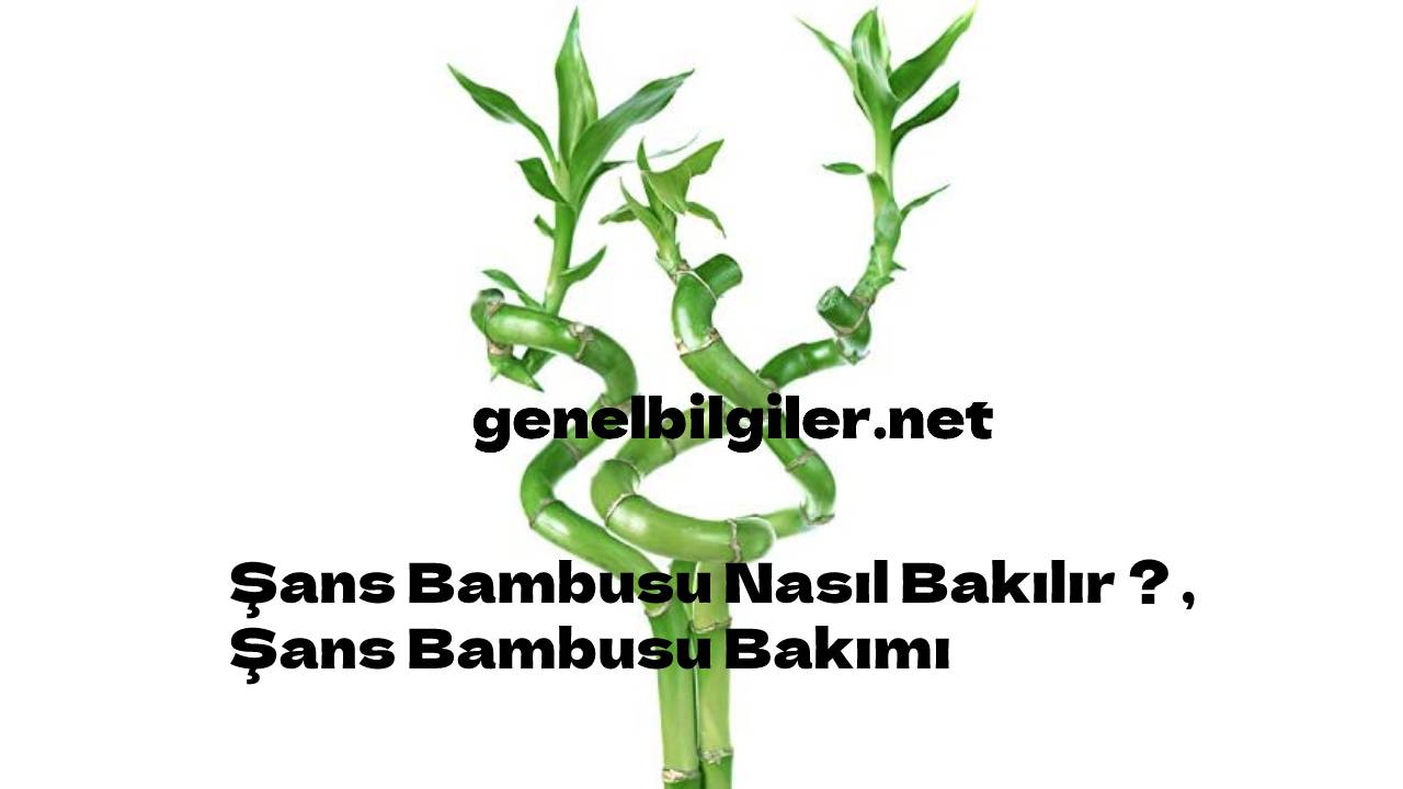 Şans Bambusu Nasıl Bakılır ? , Şans Bambusu Bakımı